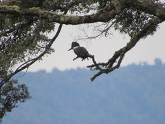 Megaceryle torquata stellata
