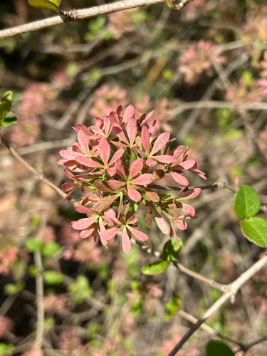 Abelia chinensis iNat (3)