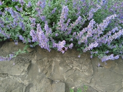 Bombus terrestris