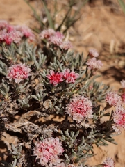 Eriogonum bicolor