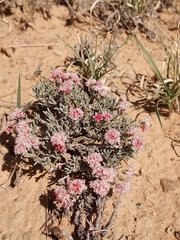 Eriogonum bicolor