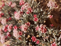 Eriogonum bicolor
