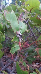 Halysidota cinctipes