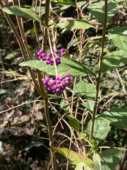 Callicarpa bodinieri
