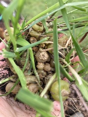 Arrhenatherum elatius bulbosum