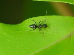 Nylanderia bourbonica