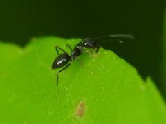 Nylanderia bourbonica