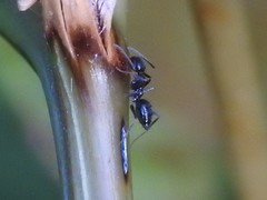 Nylanderia bourbonica