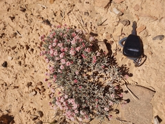 Eriogonum bicolor