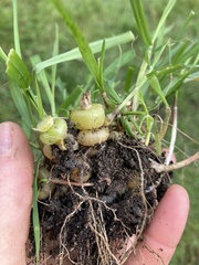 Arrhenatherum elatius bulbosum