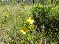 Rhexia lutea