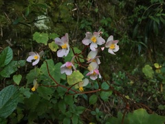 Begonia acerifolia