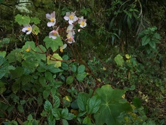 Begonia acerifolia