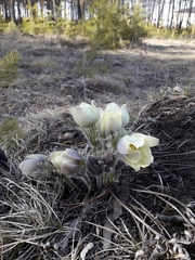 Pulsatilla patens