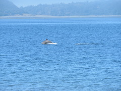 Cephalorhynchus eutropia