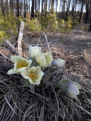 Pulsatilla patens