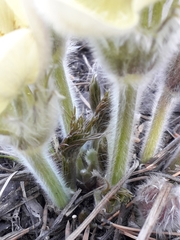 Pulsatilla patens