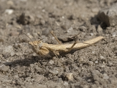 Litaneutria chaparrali