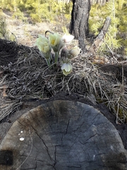 Pulsatilla patens