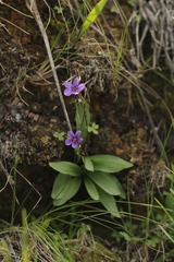 Primula cusickiana