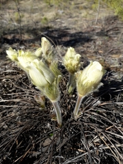 Pulsatilla patens