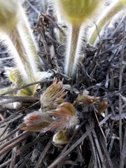 Pulsatilla patens