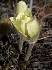 Pulsatilla patens