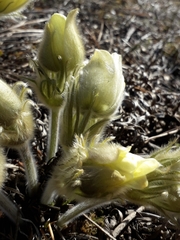Pulsatilla patens