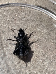 Calosoma cancellatum