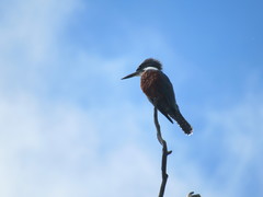 Megaceryle torquata stellata