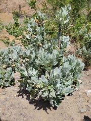 Eriodictyon tomentosum