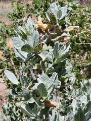 Eriodictyon tomentosum