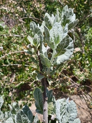 Eriodictyon tomentosum