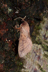 Oxycanus sirpus