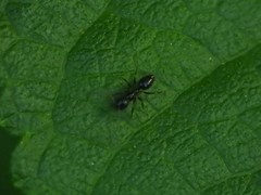 Nylanderia steinheili