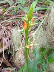 Cryptostylis arachnites