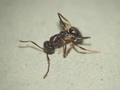 Nylanderia bourbonica