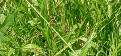 Ischnura senegalensis