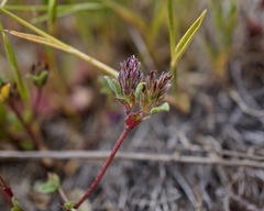 Trifolium macraei