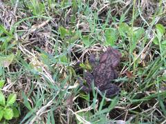 Duttaphrynus himalayanus