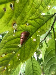 Leiostracus carnavalescus