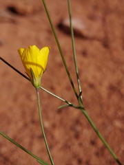 Linum subteres