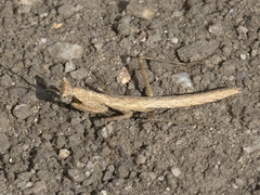 Litaneutria chaparrali