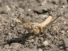 Litaneutria chaparrali