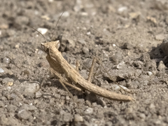 Litaneutria chaparrali