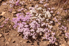 Leptosiphon breviculus