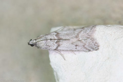 Myelopsis alatella