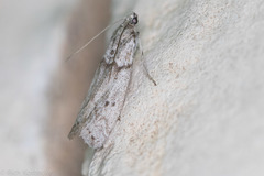 Myelopsis alatella