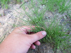 Isolepis carinata