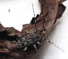 Aegomorphus clavipes